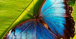 Master of Pieces Butterflies DLC