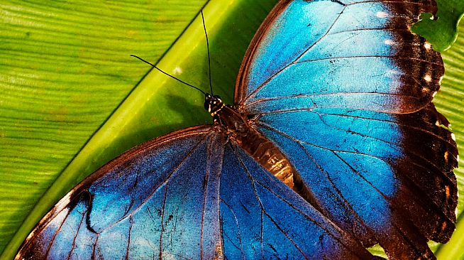 Master of Pieces Butterflies DLC