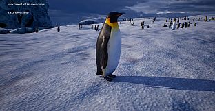 Life of a Penguin
