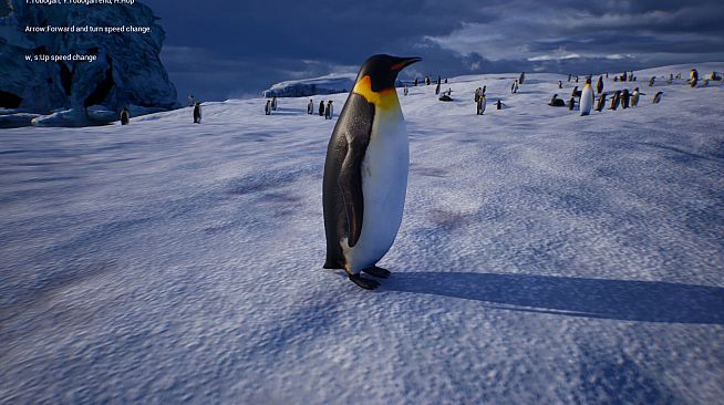 Life of a Penguin