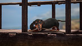 The Lost Dachshund