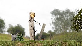 A toad well travelled