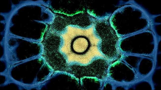 PHYSARUM: Slime Mold Simulator