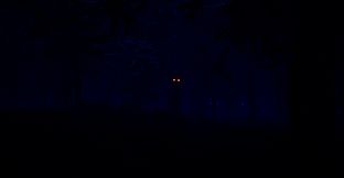 88 NIGHTS IN THE FOREST