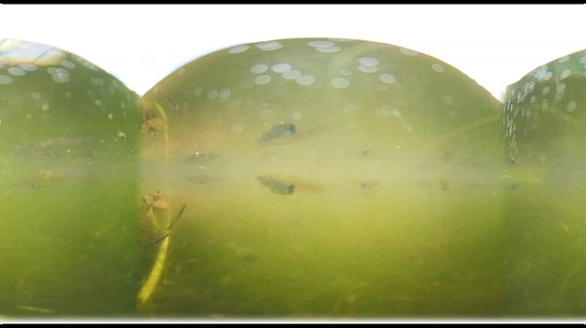 Exhale XR - Underwater Vibes