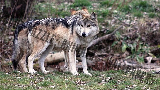 Good puzzle: Animals - Wallpapers