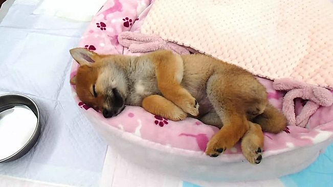 Shiba Mekuri 柴めくり