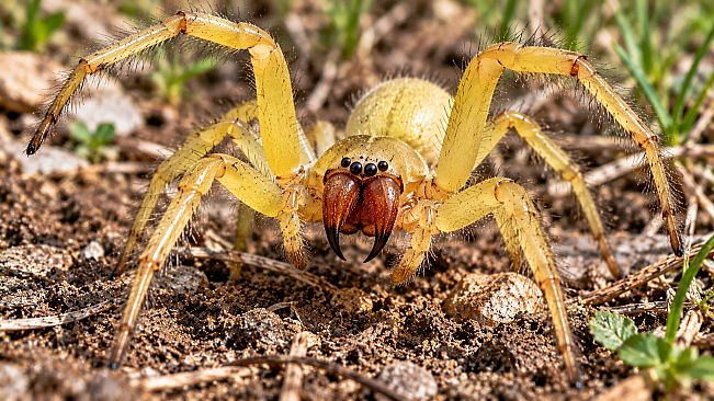 Puzzle Spiders Artbook