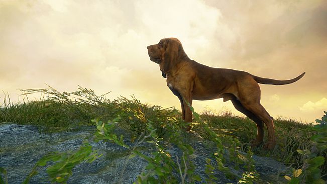 theHunter: Call of the Wild - Bloodhound - Windows 10