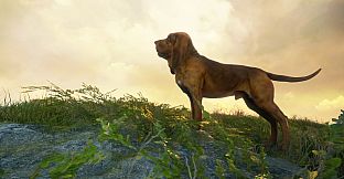 theHunter: Call of the Wild - Bloodhound