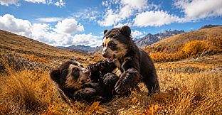 Puzzles Bears
