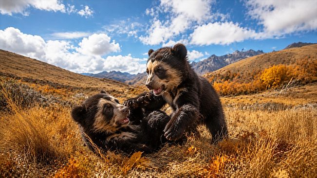 Puzzles Bears