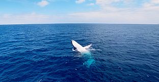 Swimming with Humpbacks