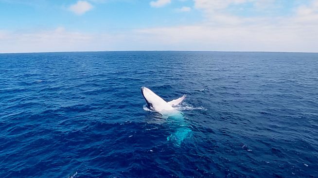 Swimming with Humpbacks