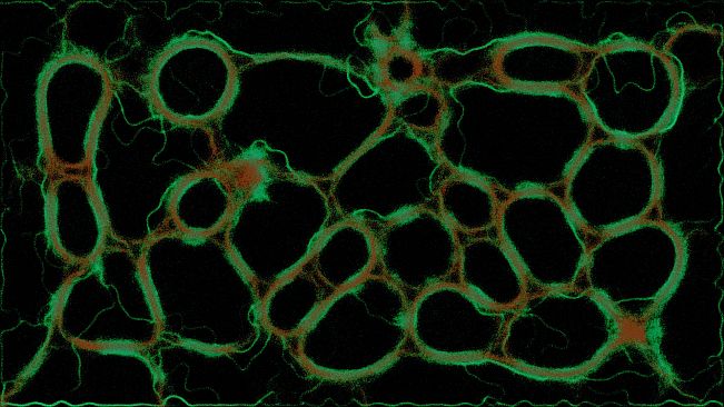 PHYSARUM: Slime Mold Simulator