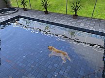 Paws and Claws: Pampered Pets