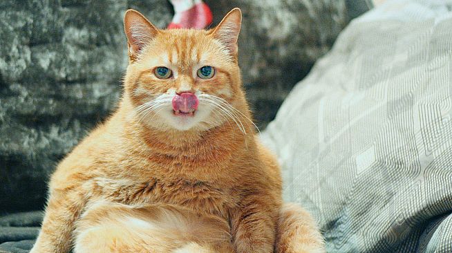 Master of Pieces Jigsaw Puzzle DLC - Cats