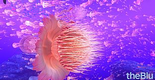 theBlu - Reef Migration