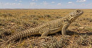 Puzzles Reptiles