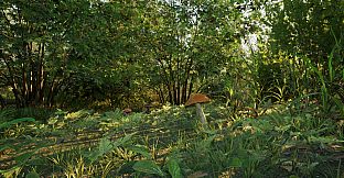 Forest Doesn’t Care