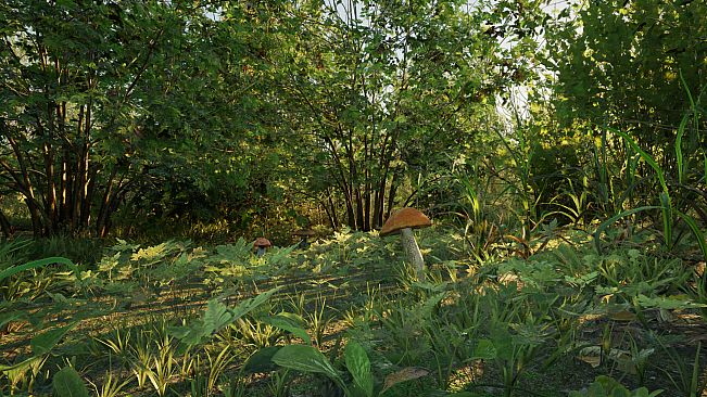 Forest Doesn’t Care