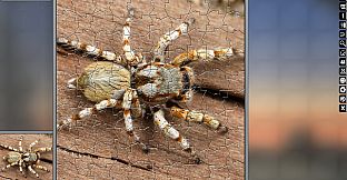 Jigsaw Puzzle Pack - Pixel Puzzles Ultimate: Variety Pack 4XS