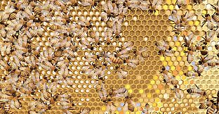 Queenright: A Beekeeping Simulator