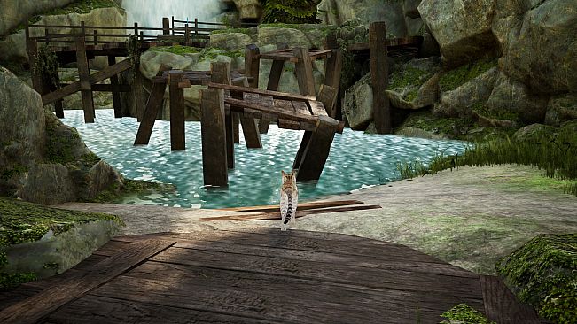 Curiosity: A Cat Climbing Game