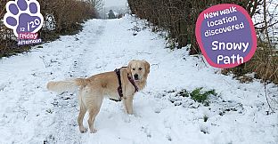Golden Retriever Simple Life