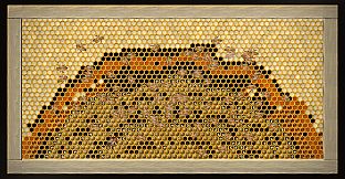 My First Beehive