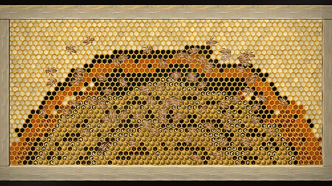 My First Beehive