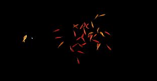 Goldfish Simulator