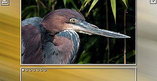 Super Jigsaw Puzzle: Generations - Birds Puzzles