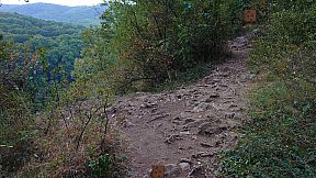 Forgotten Forest: Eye of the Great One