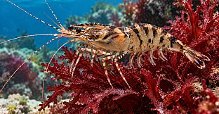 Puzzle Shrimps