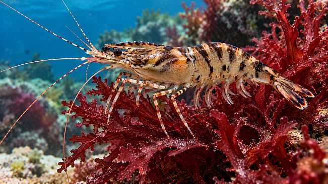 Puzzle Shrimps