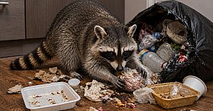 Puzzles Raccoons