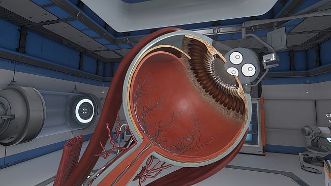 The Physiology of the Eye