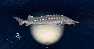 Rogoz Fishing