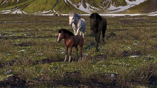 HORSE LIFE: find horses in open world, survive in wild nature as a foal or pony