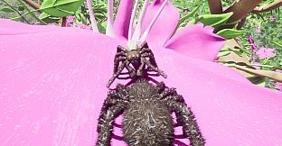 Peacock Jumping Spider - Drunk On Nectar