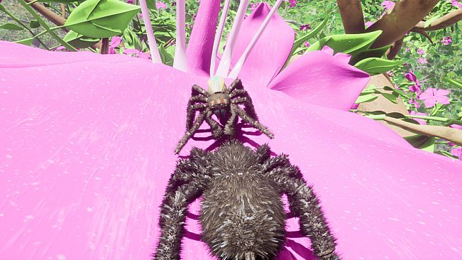 Peacock Jumping Spider - Drunk On Nectar