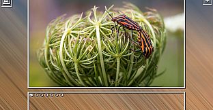 Super Jigsaw Puzzle: Generations - Bugs Puzzles