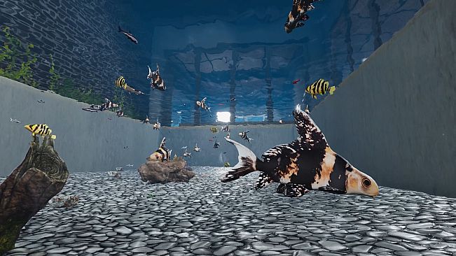 Aquarist - Asian Fish DLC