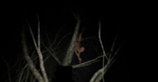 Bite Size Terrors: see no FEAR