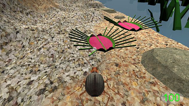 Insect: Bombardier beetle