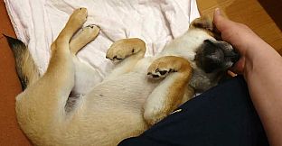 Shiba Mekuri 柴めくり