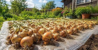 Puzzles: Vegetables