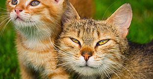 Master of Pieces Jigsaw Puzzle DLC - Cats