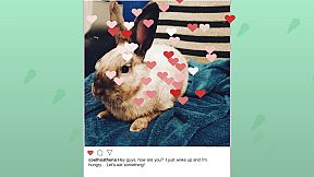 Athena, the rabbit - Jigsaw Puzzle